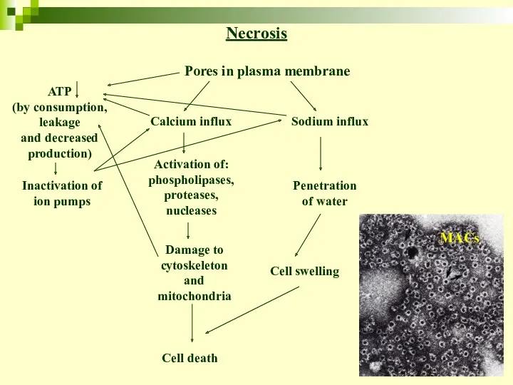 Necrosis MACs Sodium influx Penetration of water Cell death
