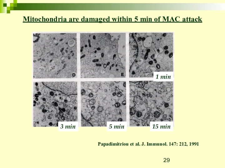 Mitochondria are damaged within 5 min of MAC attack Papadimitriou
