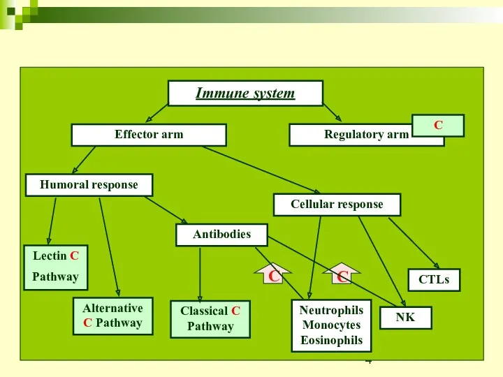 Immune system Effector arm Regulatory arm Humoral response Cellular response