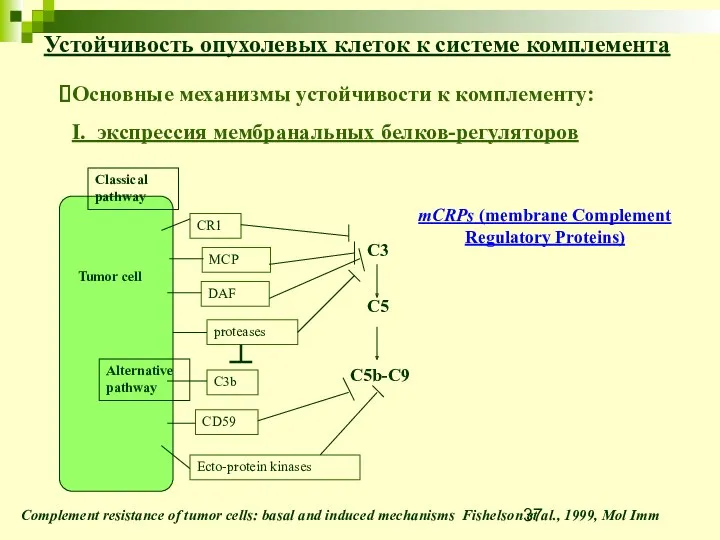 mCRPs (membrane Complement Regulatory Proteins) Устойчивость опухолевых клеток к системе