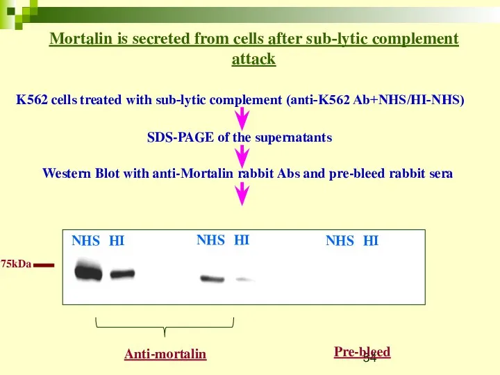 Mortalin is secreted from cells after sub-lytic complement attack K562