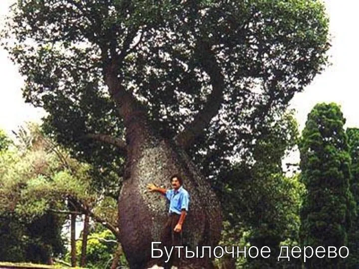 Бутылочное дерево