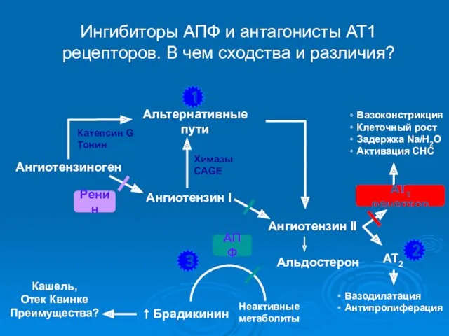 Ингибиторы АПФ и антагонисты АТ1 рецепторов. В чем сходства и