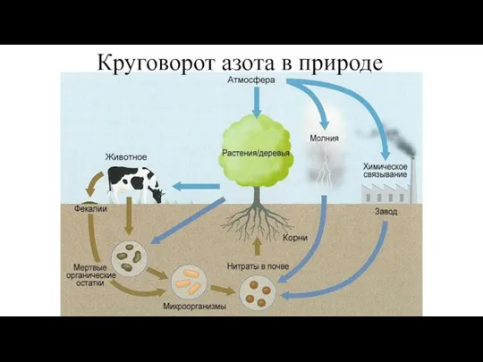 Круговорот азота в природе