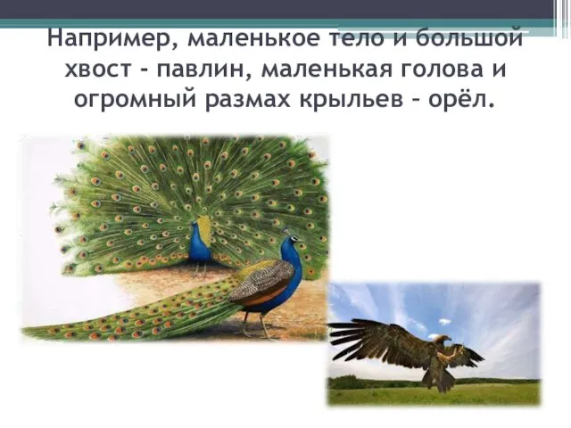 Например, маленькое тело и большой хвост - павлин, маленькая голова и огромный размах крыльев – орёл.