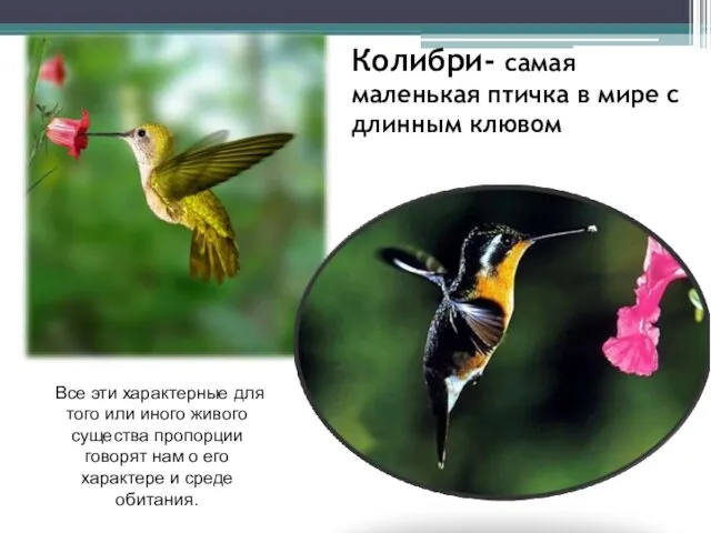 Колибри- самая маленькая птичка в мире с длинным клювом Все