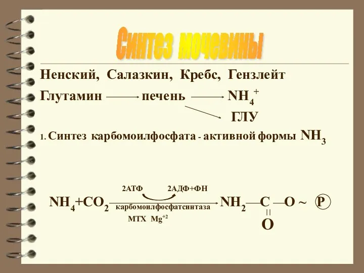 Синтез мочевины Ненский, Салазкин, Кребс, Гензлейт Глутамин печень NH4+ ГЛУ 1. Синтез карбомоилфосфата