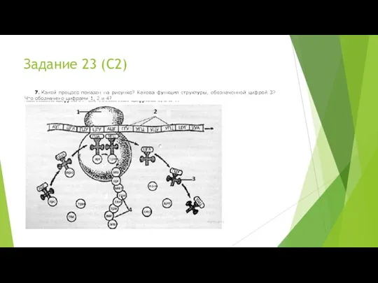 Задание 23 (С2)