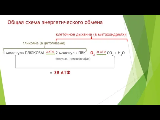 Общая схема энергетического обмена 1 молекула ГЛЮКОЗЫ 2 АТФ 2