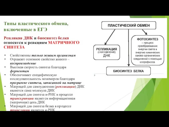 Типы пластического обмена, включенные в ЕГЭ Репликая ДНК и биосинтез