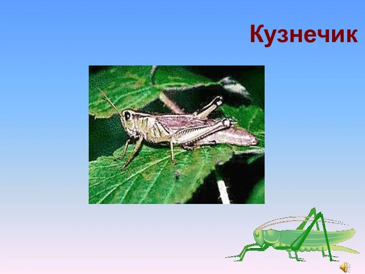 Кто это ? Кузнечик