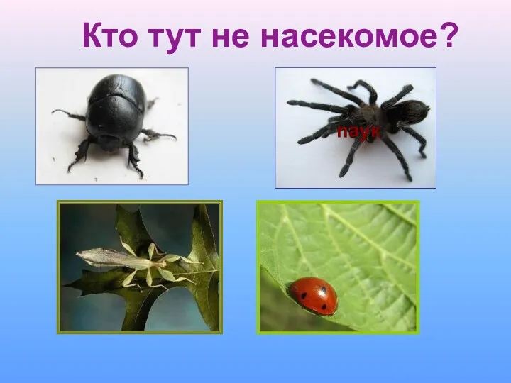 Кто тут не насекомое? паук