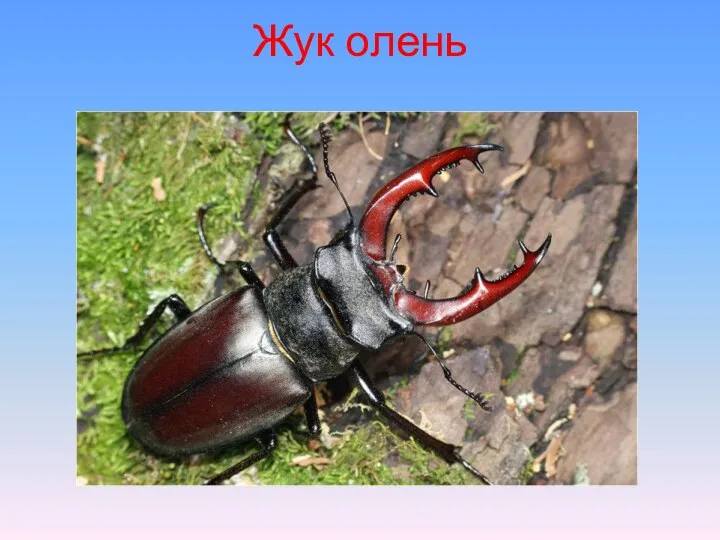 Жук олень