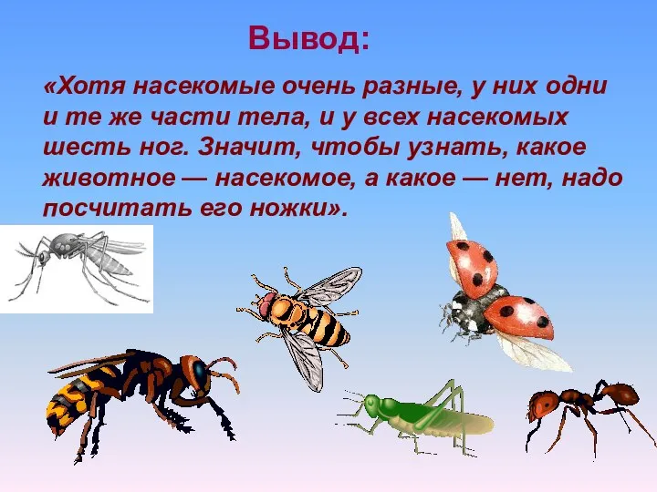 «Хотя насекомые очень разные, у них одни и те же