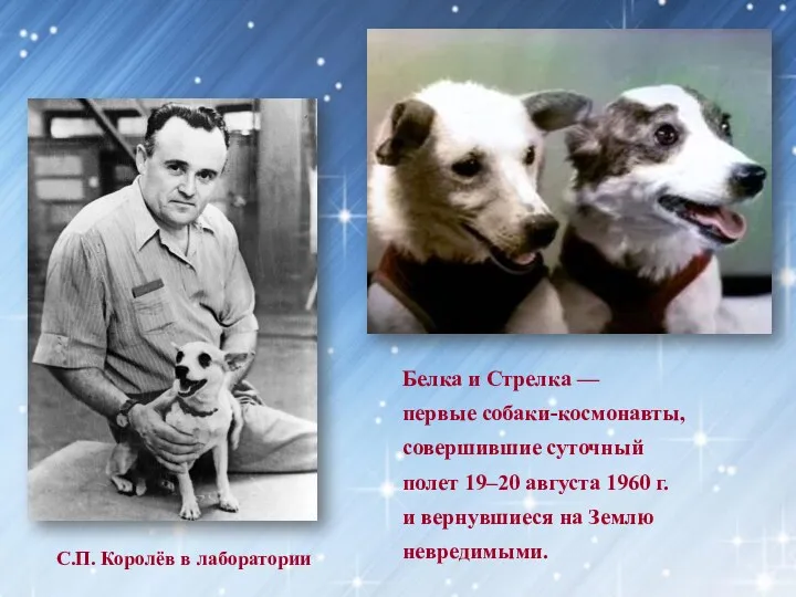 Белка и Стрелка — первые собаки-космонавты, совершившие суточный полет 19–20