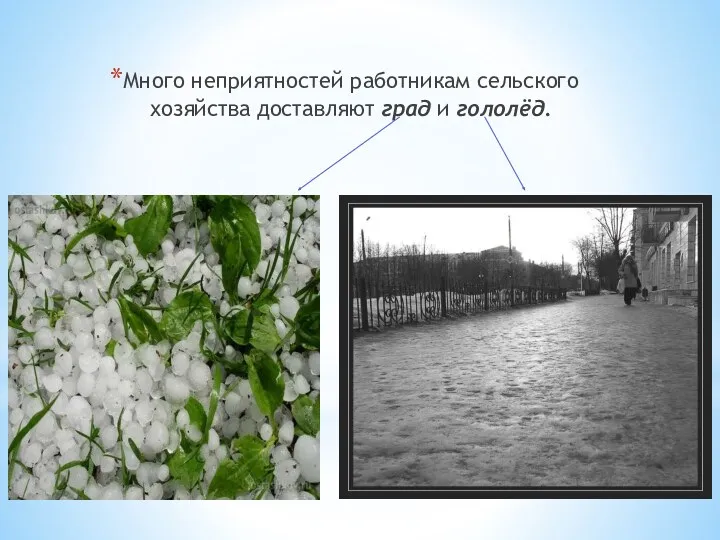 Много неприятностей работникам сельского хозяйства доставляют град и гололёд.