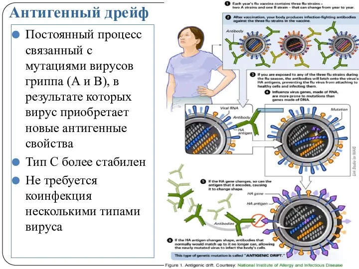 Антигенный дрейф Постоянный процесс связанный с мутациями вирусов гриппа (А и В), в