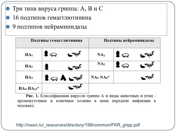 http://nasci.ru/_resources/directory/199/common/FKR_gripp.pdf Три типа вируса гриппа: А, В и С 16 подтипов гемагглютинина 9 подтипов нейраминидазы