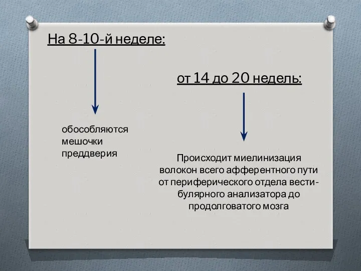 На 8-10-й неделе: обособляются мешочки преддверия от 14 до 20