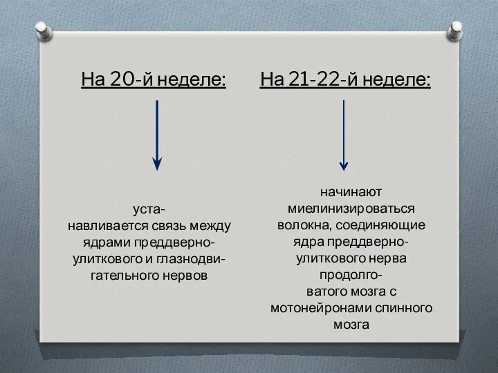 На 20-й неделе: На 21-22-й неделе: уста- навливается связь между