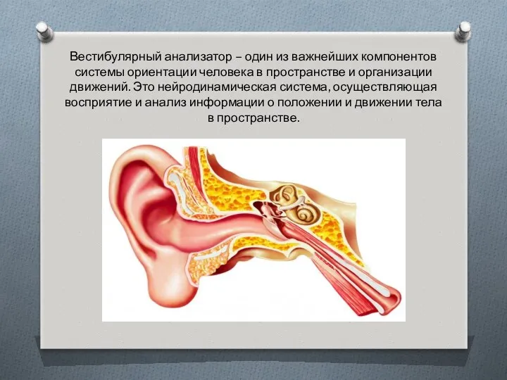 Вестибулярный анализатор – один из важнейших компонентов системы ориентации человека