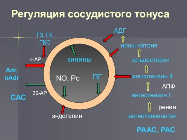 Регуляция сосудистого тонуса Adr, nAdr ангиотензиноген ангиотензин I ангиотензин II альдостерон ионы натрия