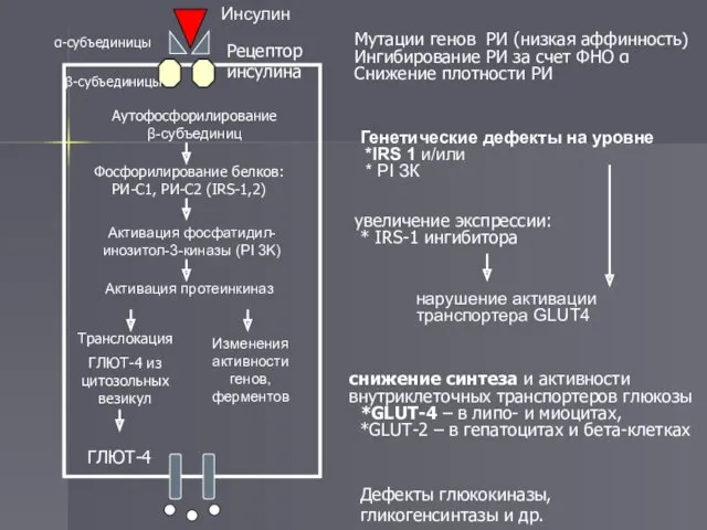 Инсулин α-субъединицы β-субъединицы Аутофосфорилирование β-субъединиц Фосфорилирование белков: РИ-С1, РИ-С2 (IRS-1,2) Активация фосфатидил-инозитол-3-киназы (PI