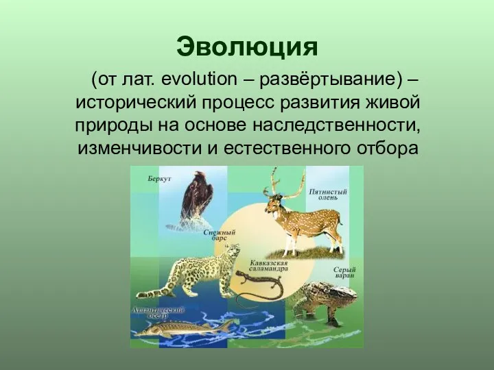Эволюция (от лат. evolution – развёртывание) – исторический процесс развития живой природы на