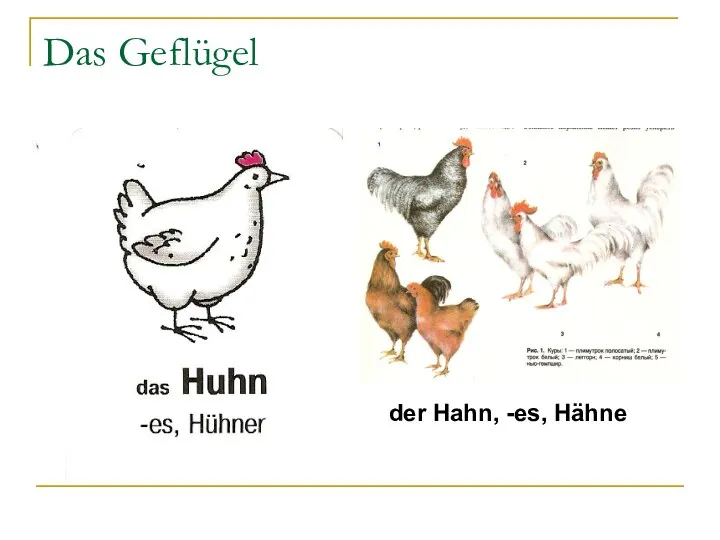 Das Geflügel der Hahn, -es, Hähne