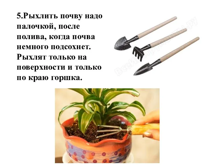 5.Рыхлить почву надо палочкой, после полива, когда почва немного подсохнет.