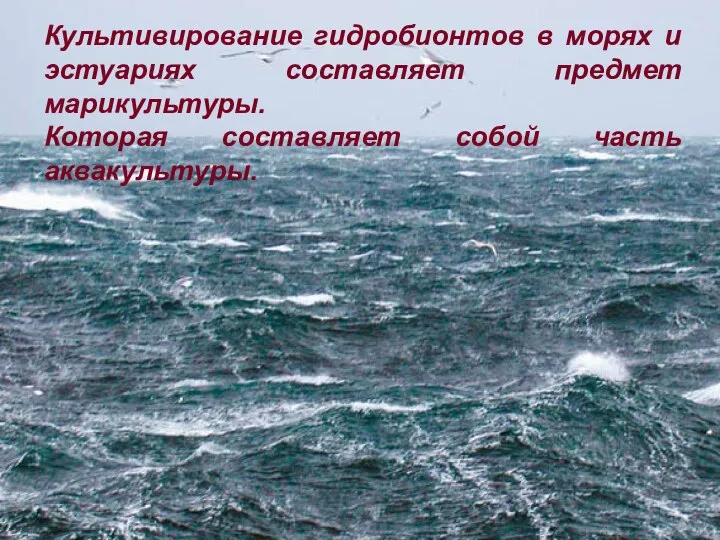 Культивирование гидробионтов в морях и эстуариях составляет предмет марикультуры. Которая составляет собой часть аквакультуры.