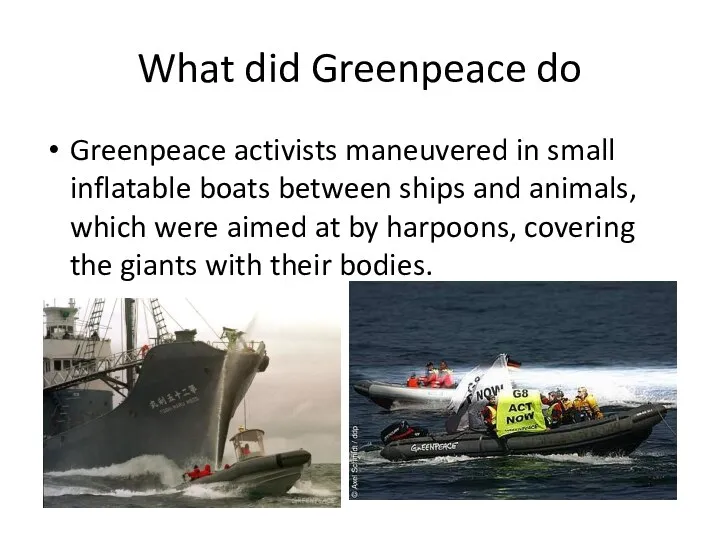 What did Greenpeace do Greenpeace activists maneuvered in small inflatable