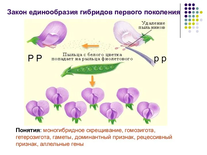 Понятия: моногибридное скрещивание, гомозигота, гетерозигота, гаметы, доминантный признак, рецессивный признак,