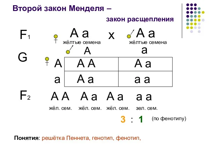 Второй закон Менделя – F1 А а жёлтые семена закон