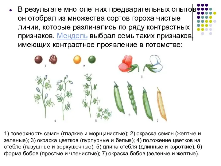 В результате многолетних предварительных опытов он отобрал из множества сортов