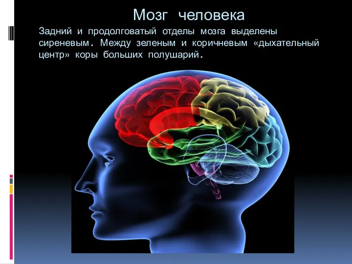 Мозг человека Задний и продолговатый отделы мозга выделены сиреневым. Между зеленым и коричневым