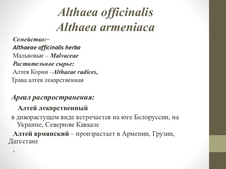 Althaea officinalis Althaea armeniaca Семейство:– Althaeae officinalis herba Мальвовые –