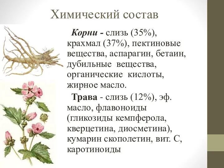 Химический состав Корни - слизь (35%), крахмал (37%), пектиновые вещества,