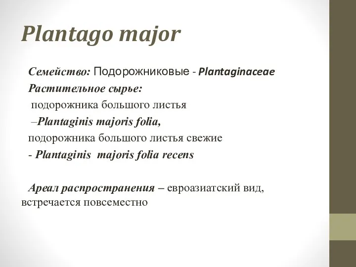 Plantago major Семейство: Подорожниковые - Plantaginaceae Растительное сырье: подорожника большого