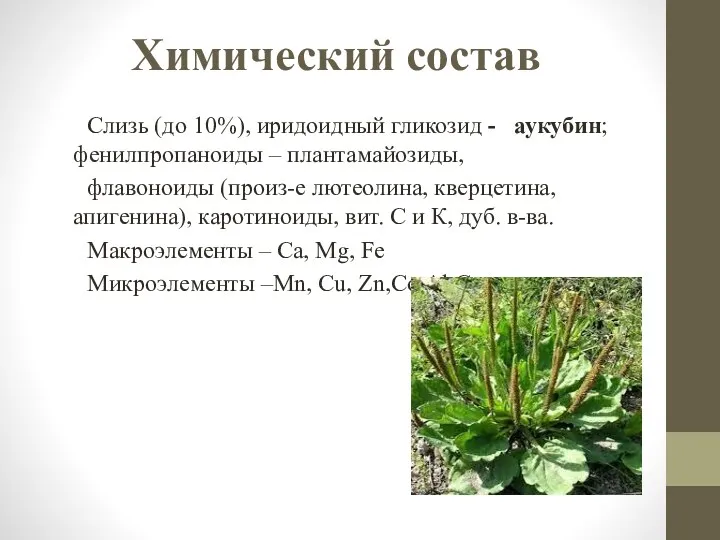 Химический состав Слизь (до 10%), иридоидный гликозид - аукубин; фенилпропаноиды