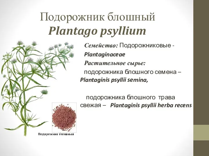 Подорожник блошный Plantago psyllium Семейство: Подорожниковые - Plantaginaceae Растительное сырье: