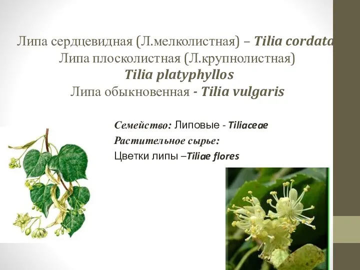 Липа сердцевидная (Л.мелколистная) – Tilia cordata, Липа плосколистная (Л.крупнолистная) Tilia