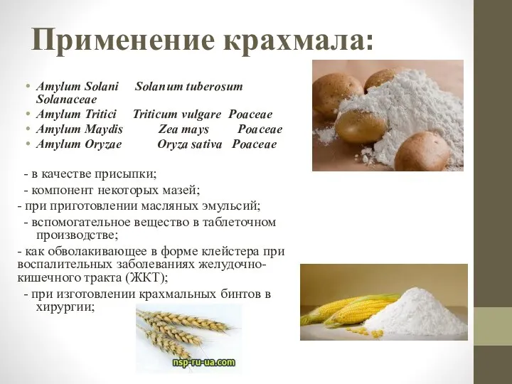 Применение крахмала: Amylum Solani Solanum tuberosum Solanaceae Amylum Tritici Triticum