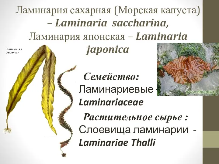 Ламинария сахарная (Морская капуста) – Laminaria saccharina, Ламинария японская –