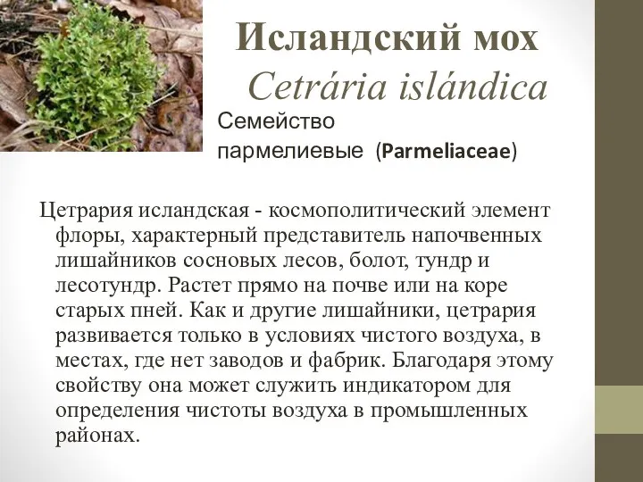 Исландский мох Cetrária islándica Семейство пармелиевые (Parmeliaceae) Цетрария исландская -