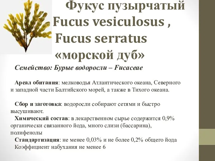 Фукус пузырчатый Fucus vesiculosus , Fucus serratus «морской дуб» Семейство: