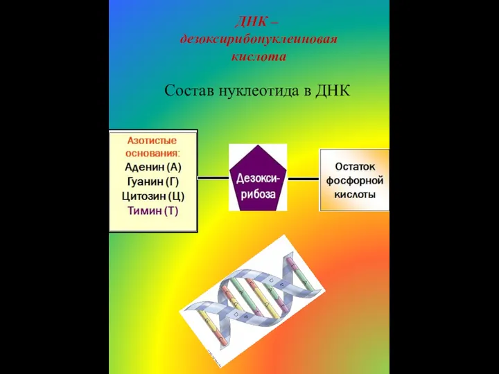 ДНК – дезоксирибонуклеиновая кислота Состав нуклеотида в ДНК