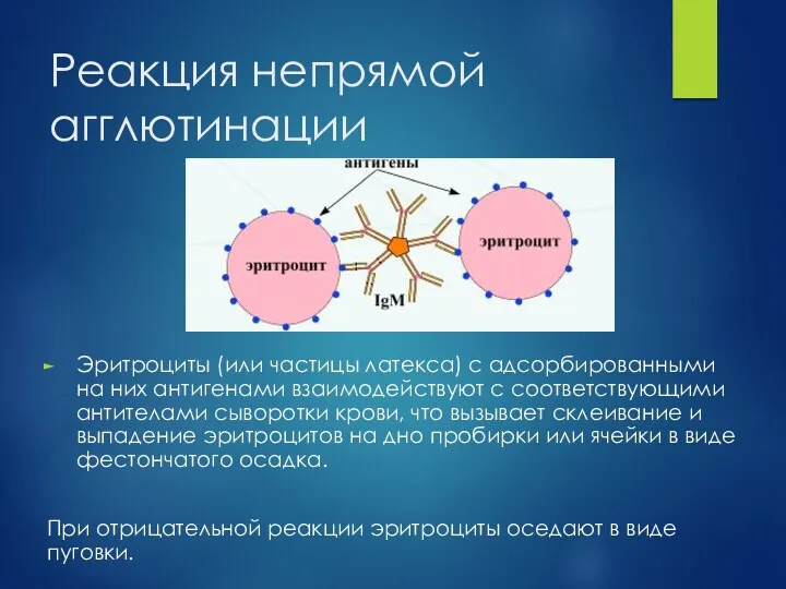 Реакция непрямой агглютинации Эритроциты (или частицы латекса) с адсорбированными на