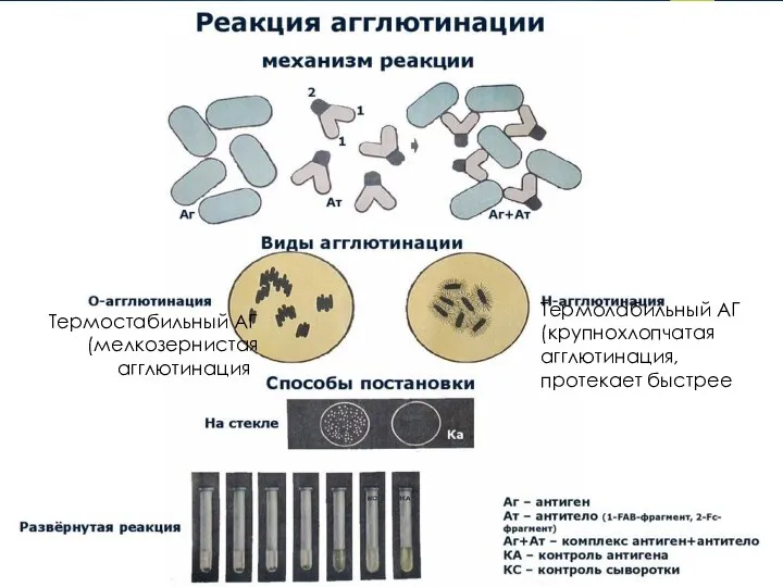 Термостабильный АГ (мелкозернистая агглютинация) Термолабильный АГ (крупнохлопчатая агглютинация, протекает быстрее)