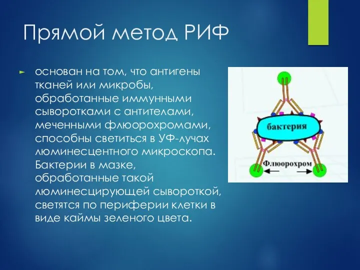 Прямой метод РИФ основан на том, что антигены тканей или